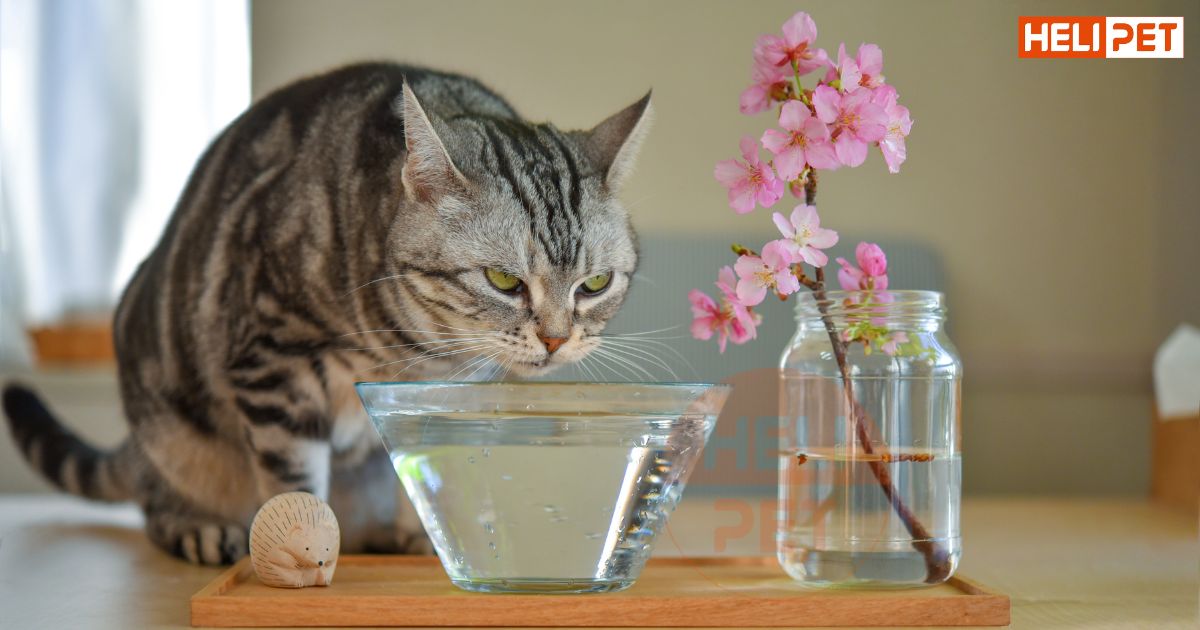 dấu hiệu mèo bị táo bón