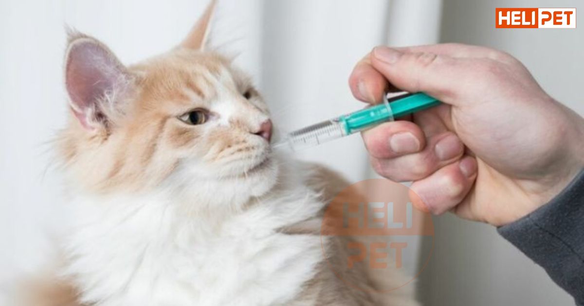 dấu hiệu mèo bị táo bón