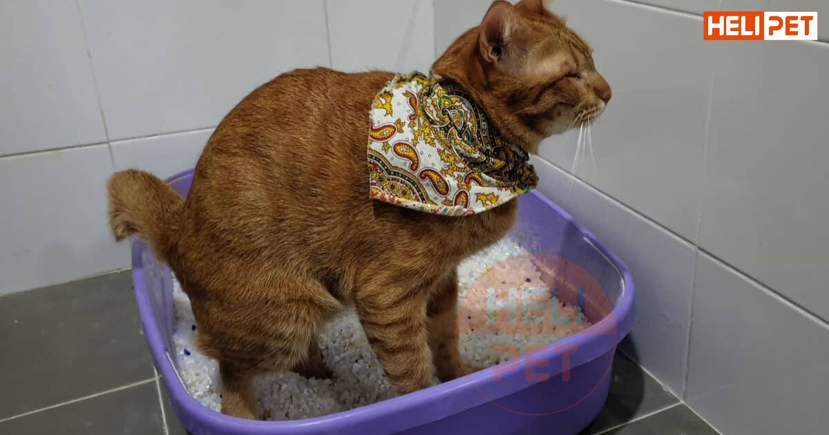 dấu hiệu mèo bị táo bón