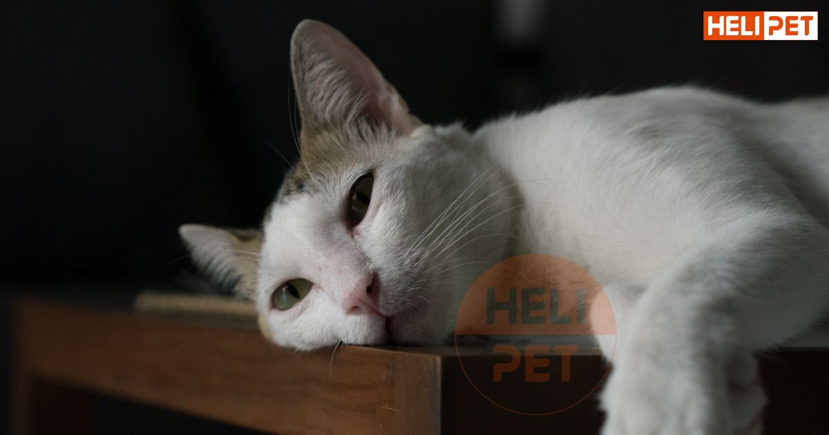 dấu hiệu mèo bị táo bón