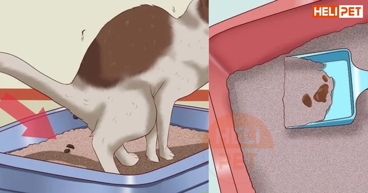 dấu hiệu mèo bị táo bón