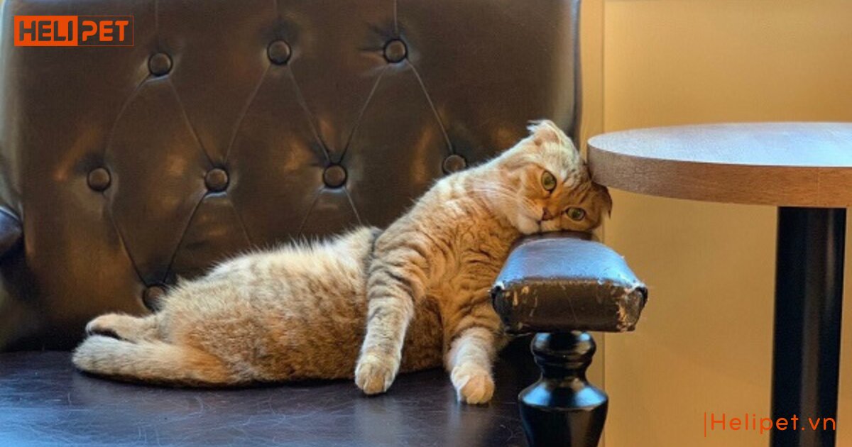 dấu hiệu mèo bị thận