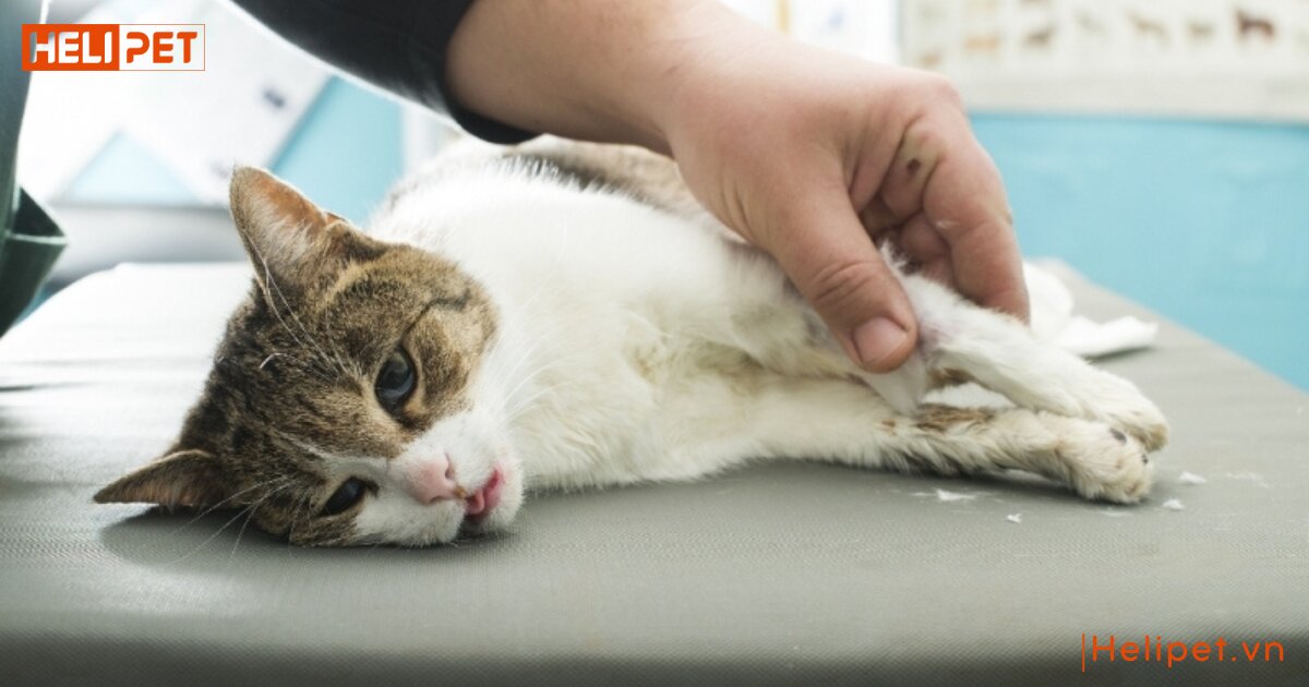 dấu hiệu mèo bị thận