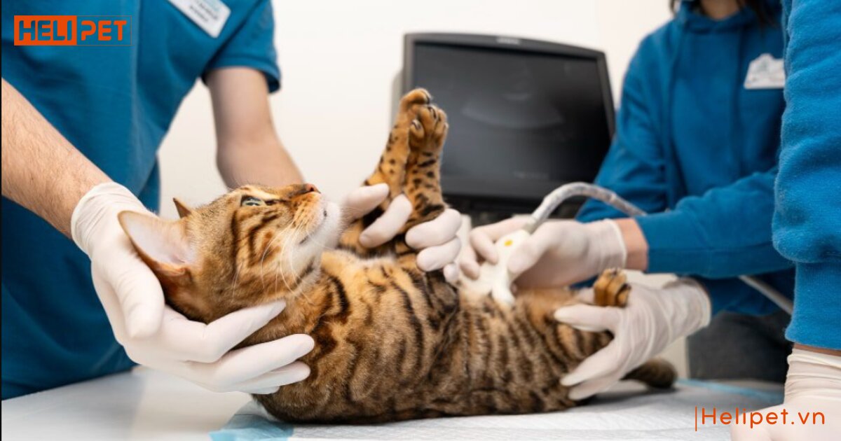 dấu hiệu mèo bị thận