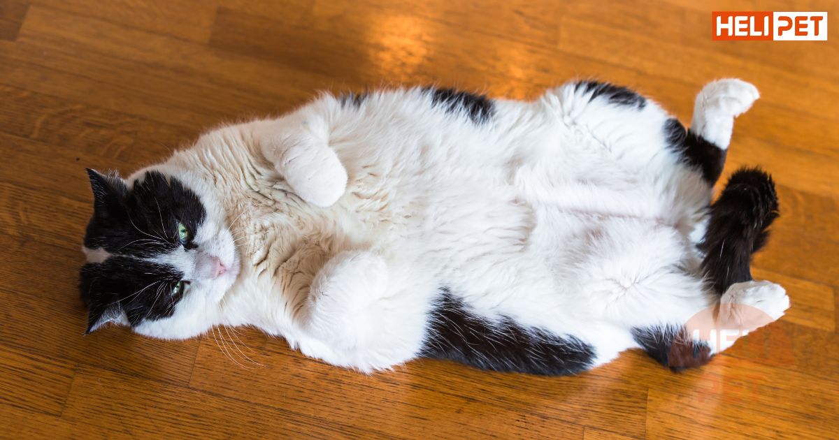 Dấu hiệu mèo bị tiết niệu