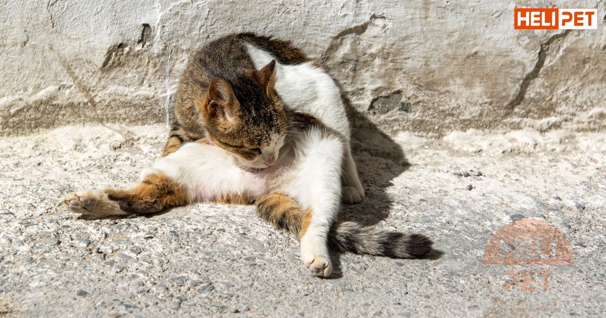 Dấu hiệu mèo bị tiết niệu