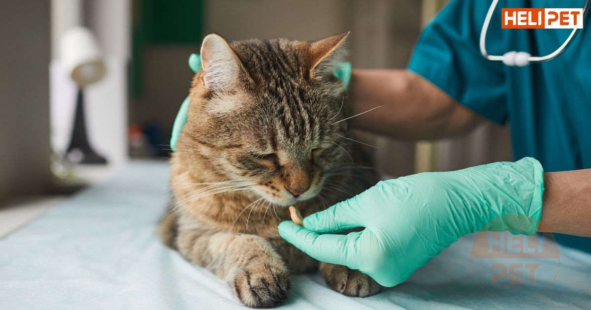 Dấu hiệu mèo bị tiết niệu