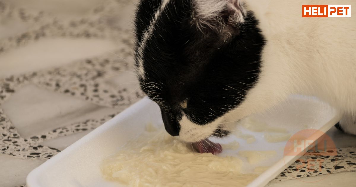 Dấu hiệu mèo bị tiết niệu