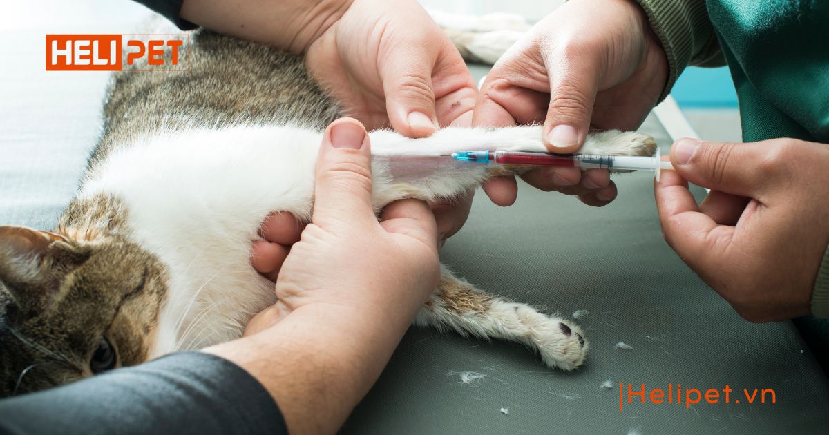 dấu hiệu mèo bị viêm phổi