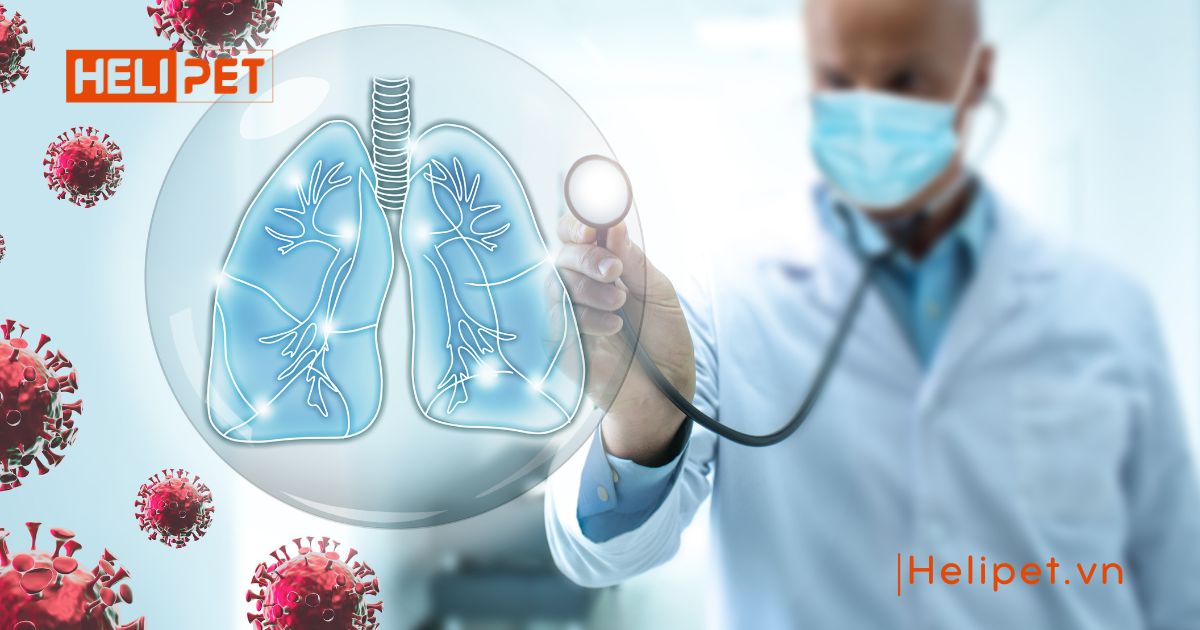 dấu hiệu mèo bị viêm phổi