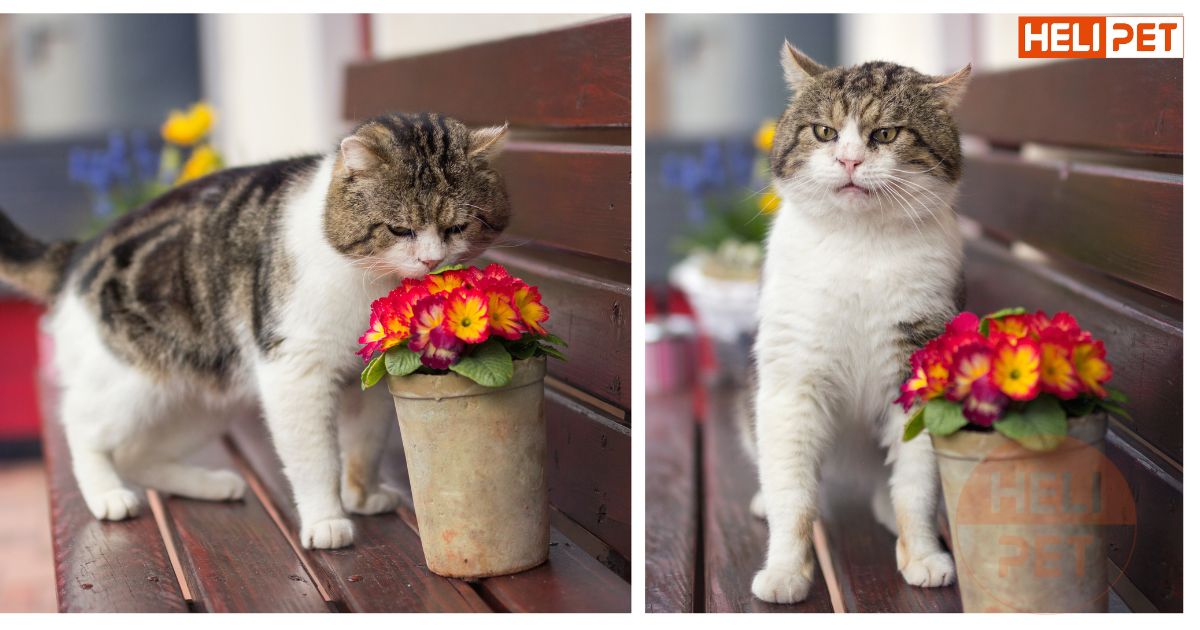 dấu hiệu mèo bị viêm tai