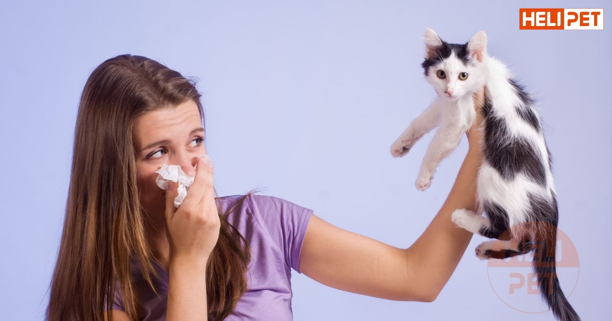 dấu hiệu mèo bị viêm tai