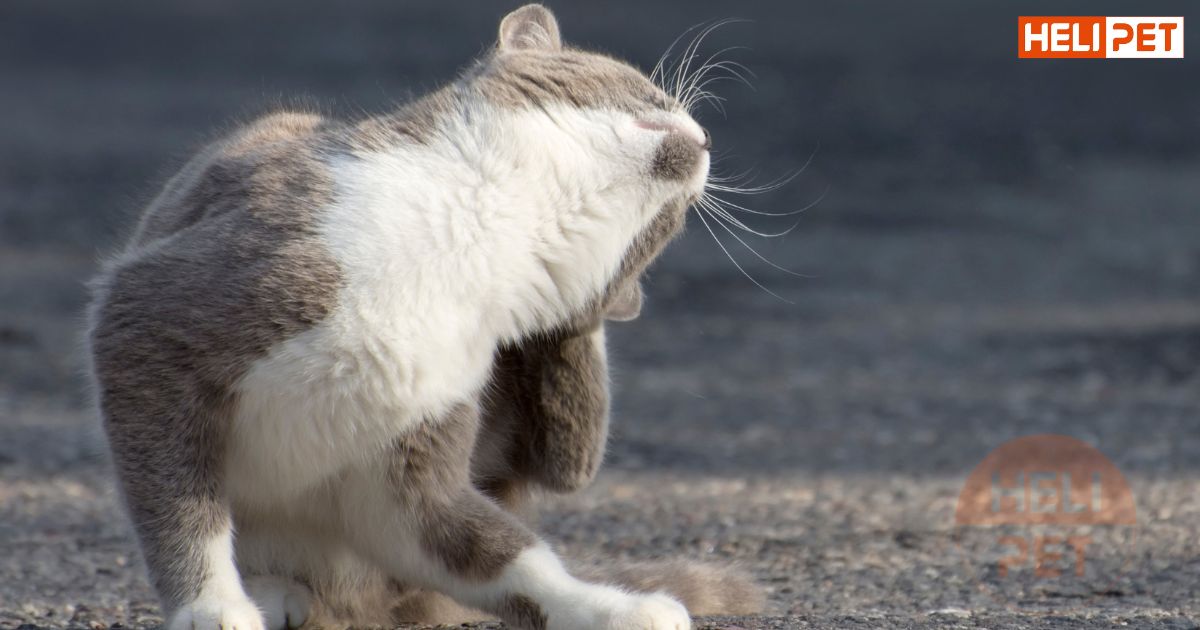 dấu hiệu mèo bị viêm tai