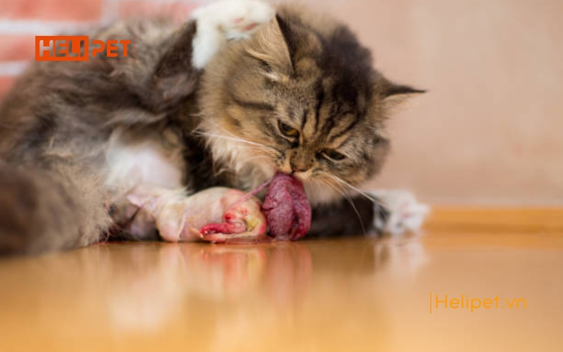 mèo đẻ bị sót nhau