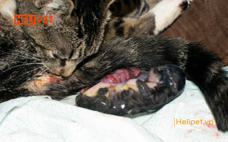 mèo đẻ bị sót nhau