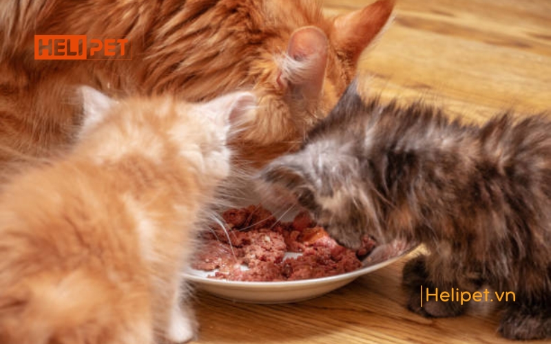 mèo đẻ bị sót nhau