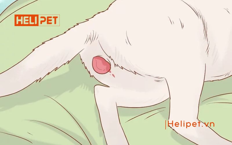 dấu hiệu mèo đẻ sót con