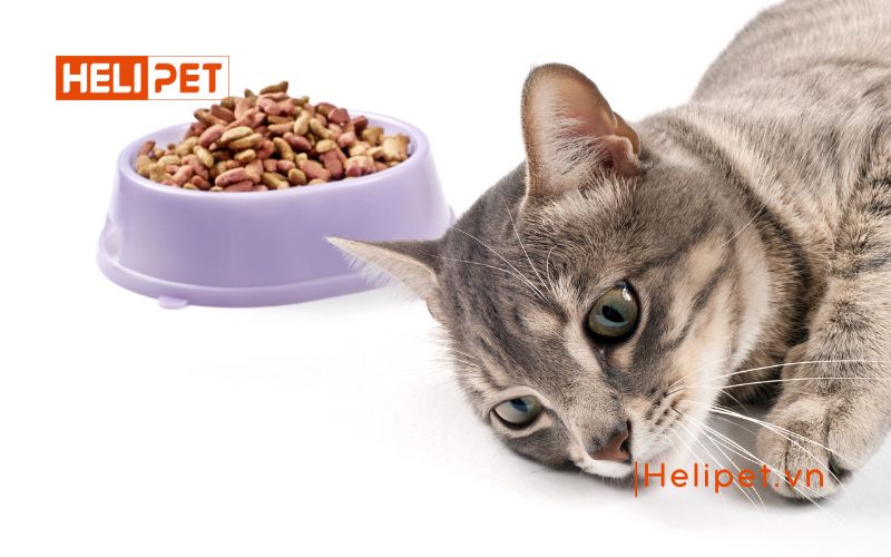 dấu hiệu mèo đẻ sót con