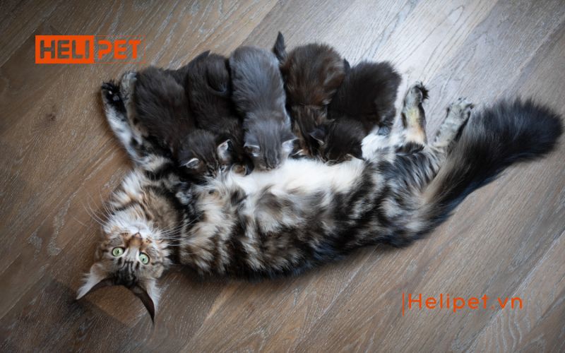 dấu hiệu mèo đẻ sót con