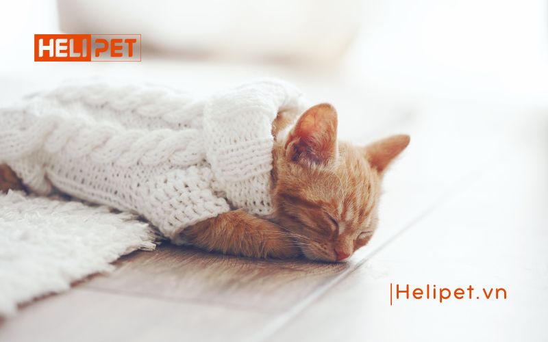 dấu hiệu mèo đẻ sót con