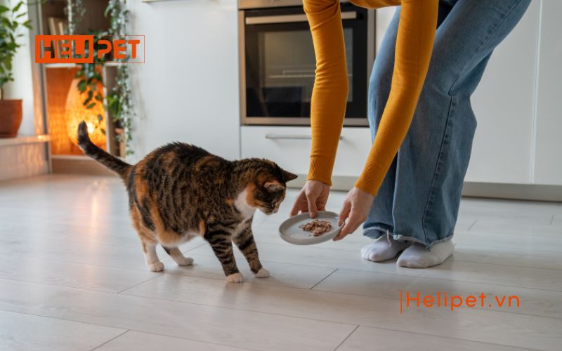 dấu hiệu mèo đẻ sót con