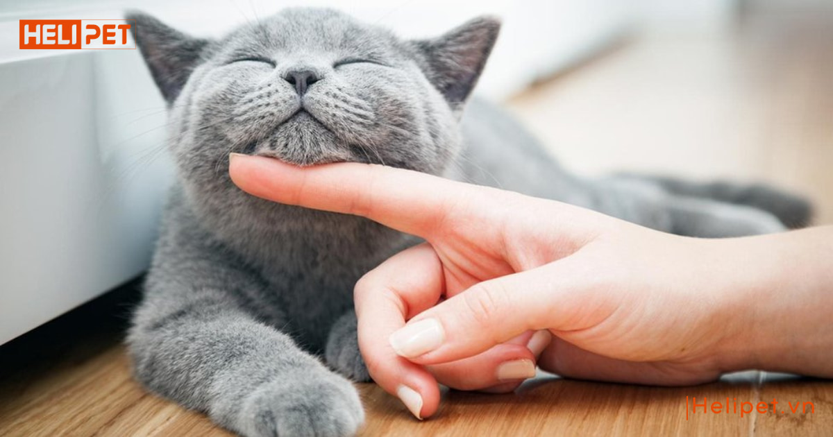 dấu hiệu mèo đực gào cái