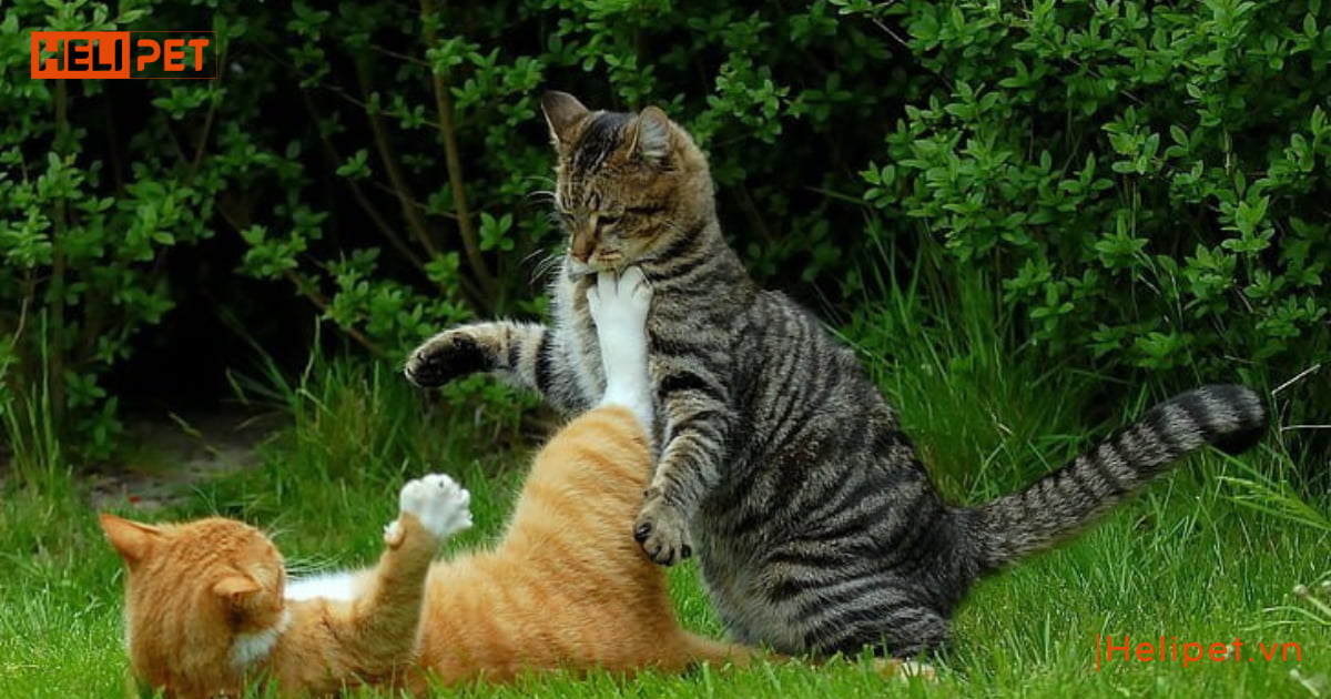dấu hiệu mèo đực gào cái