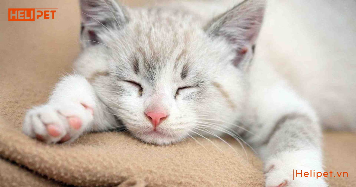 dấu hiệu mèo đực gào cái