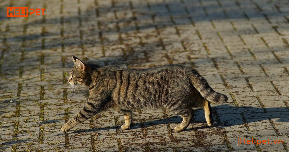 dấu hiệu mèo đực gào cái