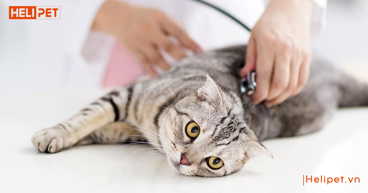 dấu hiệu mèo đực gào cái