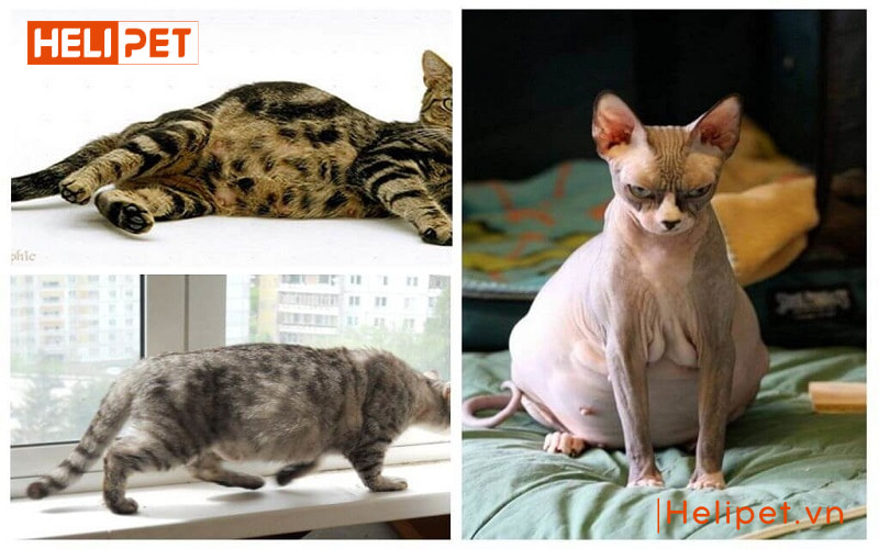 Những dấu hiệu mèo mang thai mà các Sen cần biết