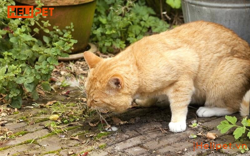 Những dấu hiệu mèo mang thai mà các Sen cần biết