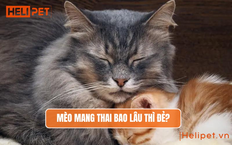 Những dấu hiệu mèo mang thai mà các Sen cần biết