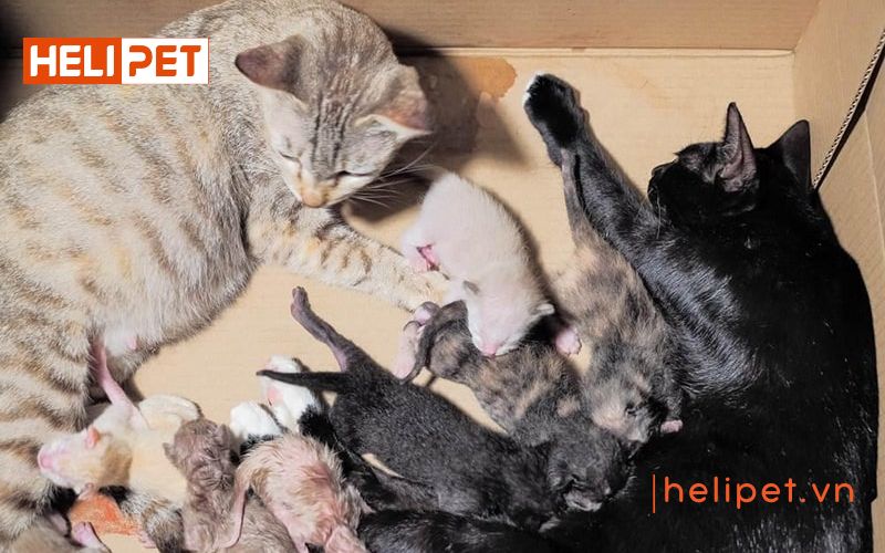 dấu hiệu mèo sắp đẻ