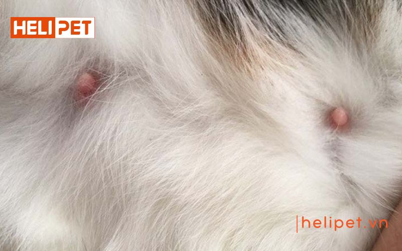 dấu hiệu mèo sắp đẻ