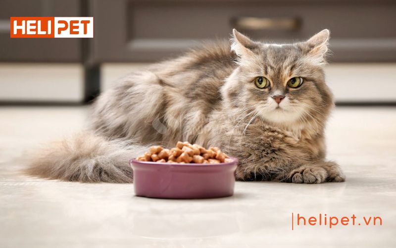 dấu hiệu mèo sắp đẻ