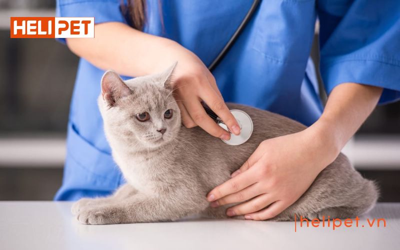 dấu hiệu mèo sắp đẻ