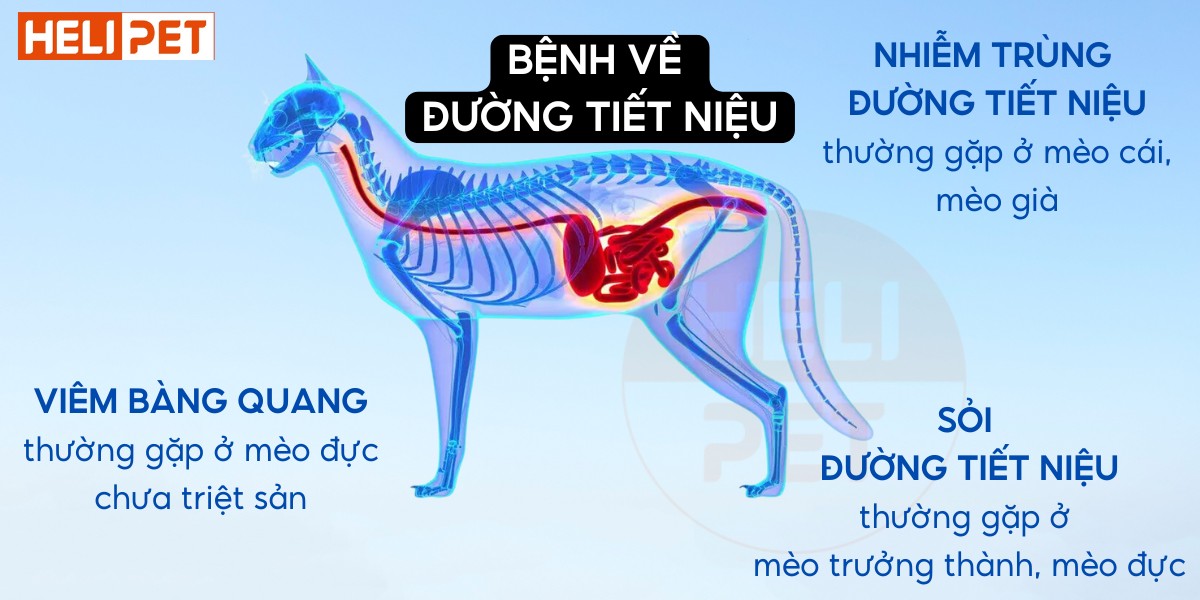hạt phát hiện máu DR.VET