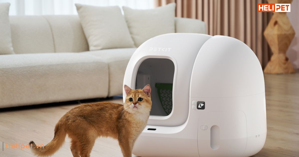 Hướng dẫn mèo đi vệ sinh vào máy dọn vệ sinh