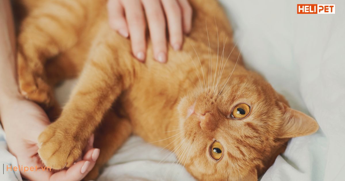 Hướng dẫn mèo đi vệ sinh vào máy dọn vệ sinh