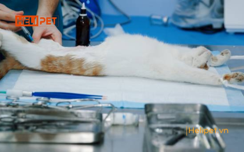 mèo mấy tháng thì triệt sản được