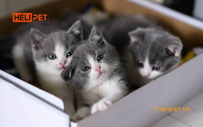 mèo mấy tháng thì triệt sản được