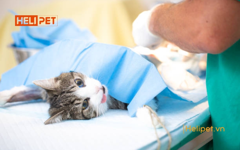 mèo mấy tháng thì triệt sản được