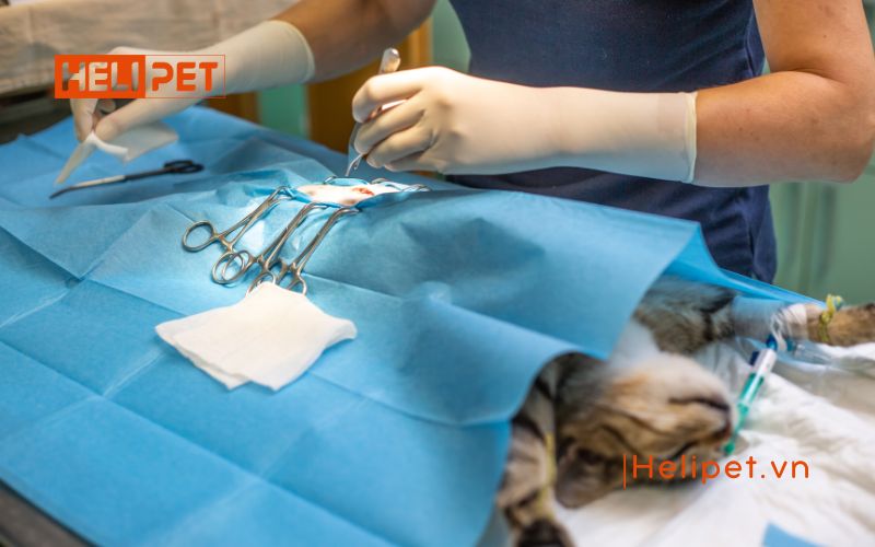 Khi nào nên triệt sản mèo cái