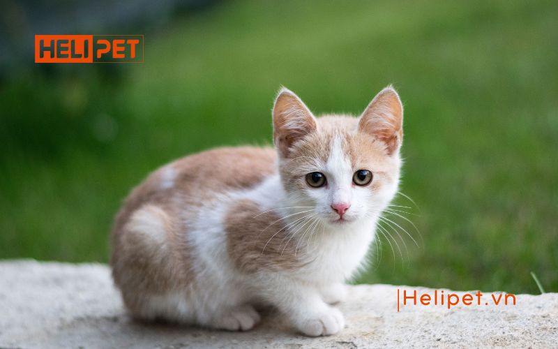 Khi nào nên triệt sản mèo cái