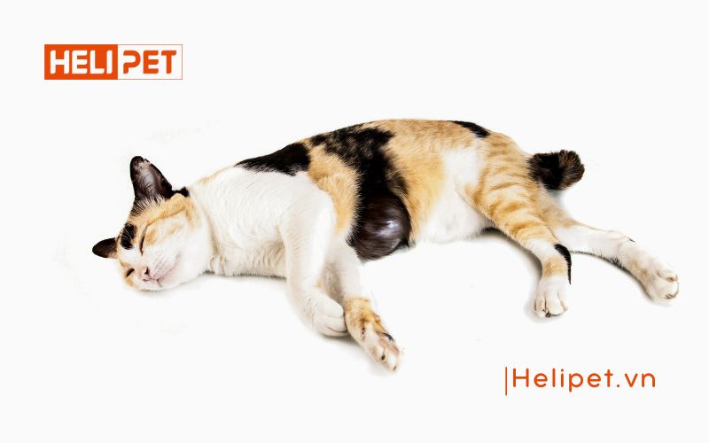 Khi nào nên triệt sản mèo cái