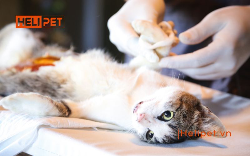 Khi nào nên triệt sản mèo cái