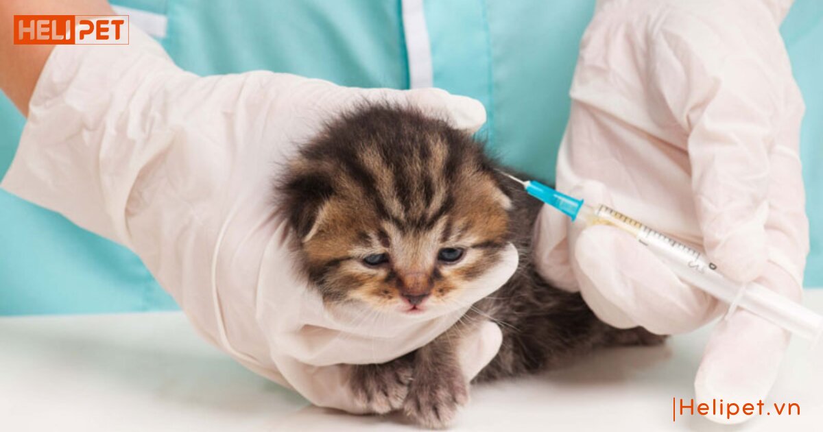 không tiêm phòng cho mèo có sao không