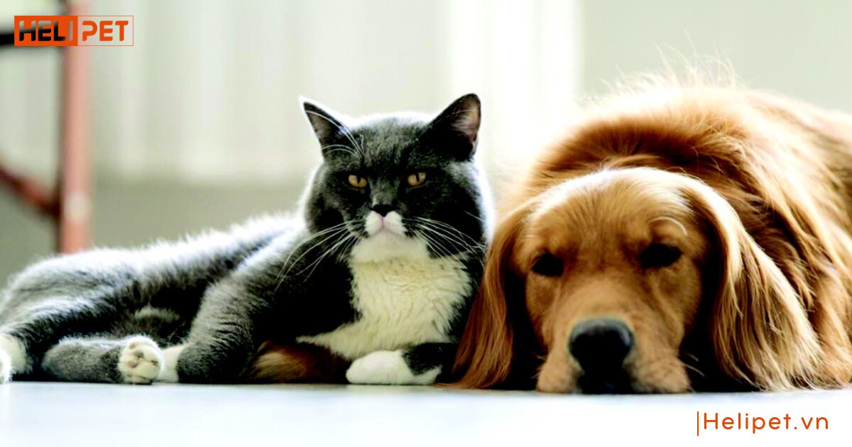 không tiêm phòng cho mèo có sao không