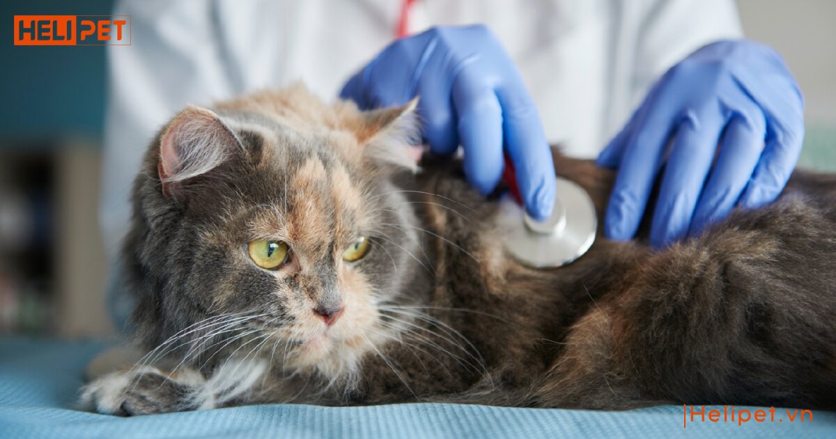 không tiêm phòng cho mèo có sao không